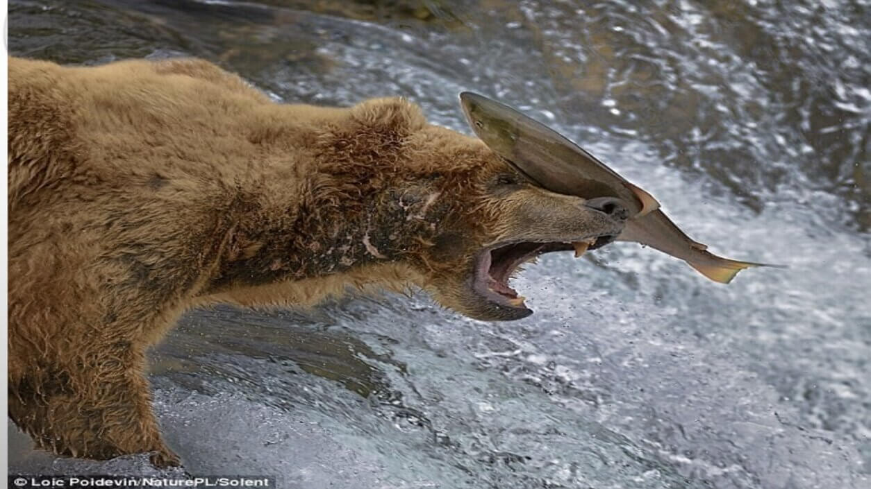 Bear and Fish - ABCD Pattern